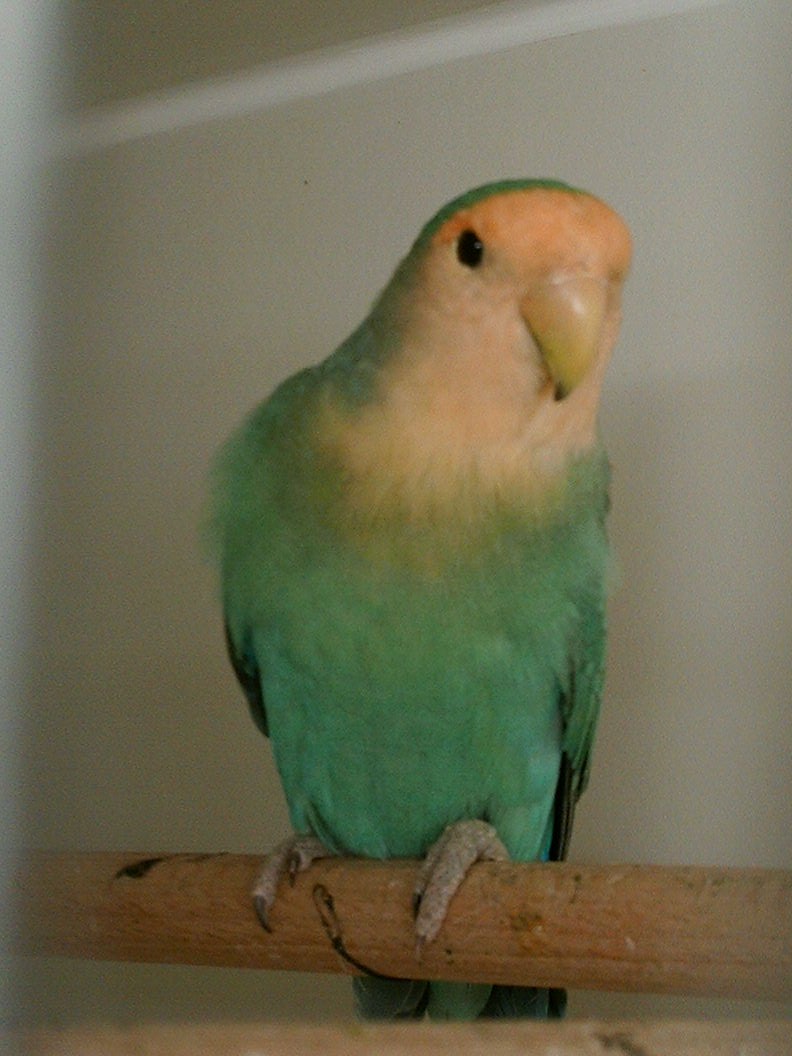 http://www.agapornis.it/Public/data/wildfire/201076151032_620aqu10.jpg