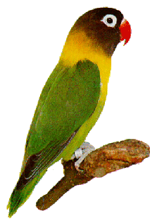 Agapornis Personata Zwartmasker Agapornis
