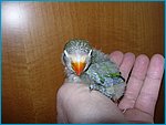 42 - 27Gennai02005.jpg