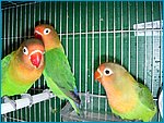99 - 14Febbrai02005.jpg