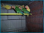 ino ances[1]. cinnamon ance. arancio.jpg
