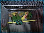 ino cinnamon f[1].arancio ancestrali.jpg