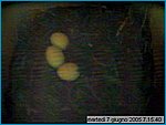 capture05-06-07@07`15`40.jpg