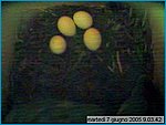 capture05-06-07@09`03`42.jpg